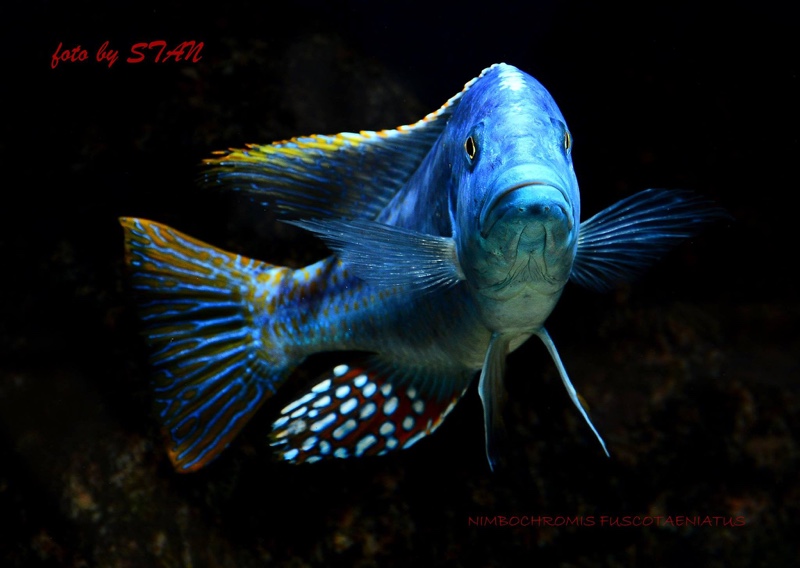 Nimbochromis fuscotaeniatus